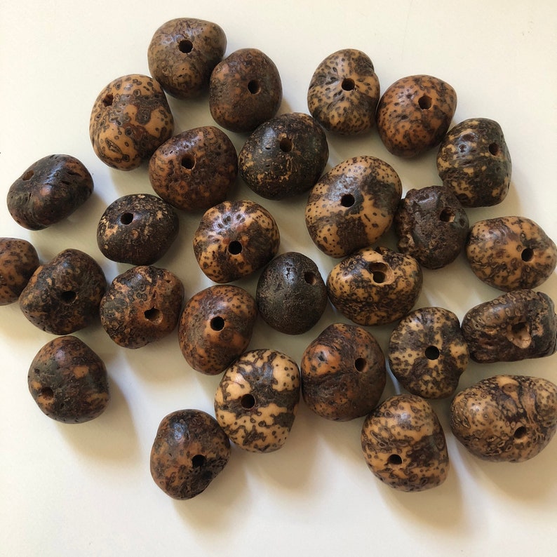 Rudraksha Tree Root Nut Round Beads Bead Size 8x12mm Mala Etsy