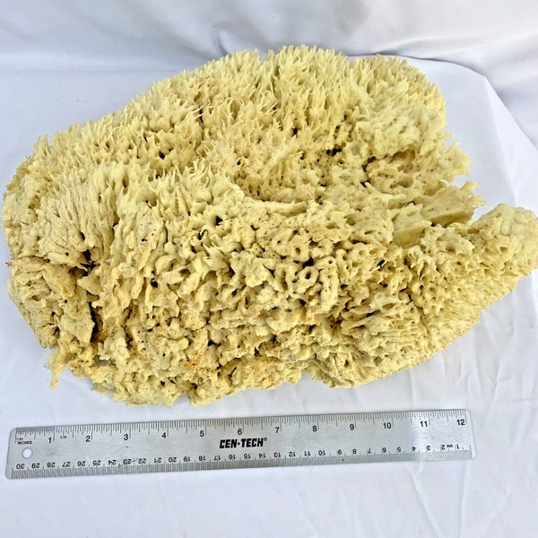 Large Natural Unbleached Sea Sponge Beach Cottage Decor or Crafts 13x9x5 Vintage