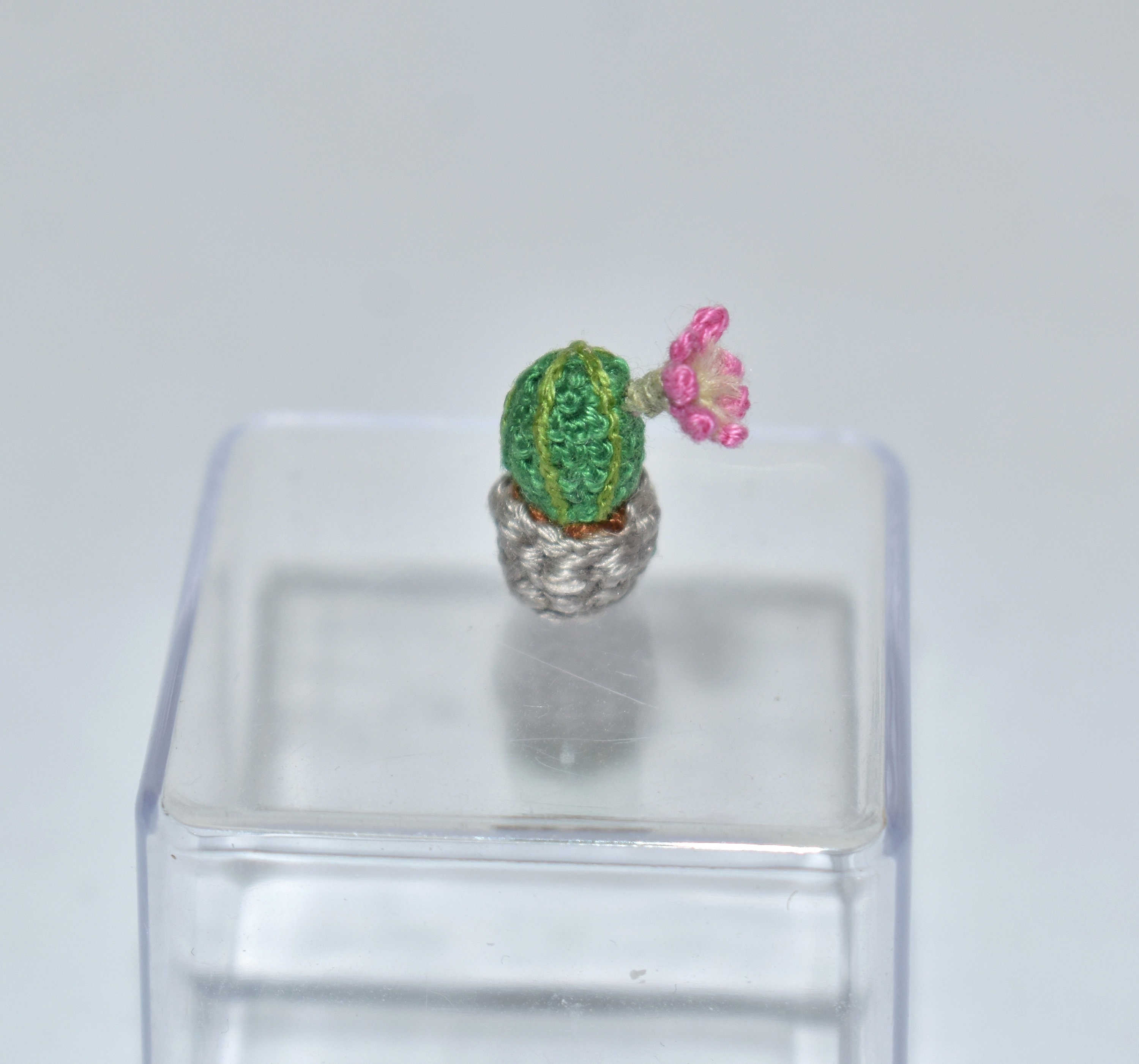 Miniature Pink Cereus Cactus Miniature Succulent Plant Miniature ...