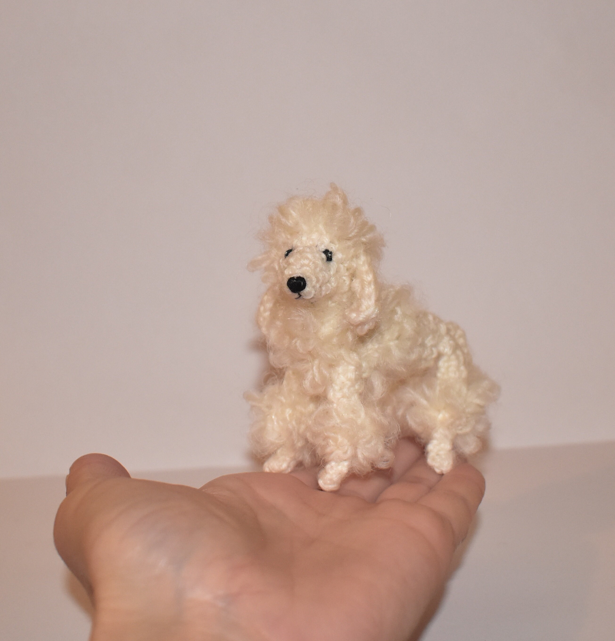 small white poodle dog
