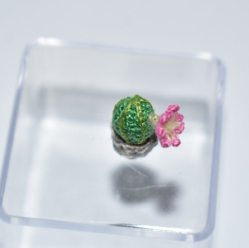Miniature Pink Cereus Cactus Miniature Succulent Plant Miniature ...