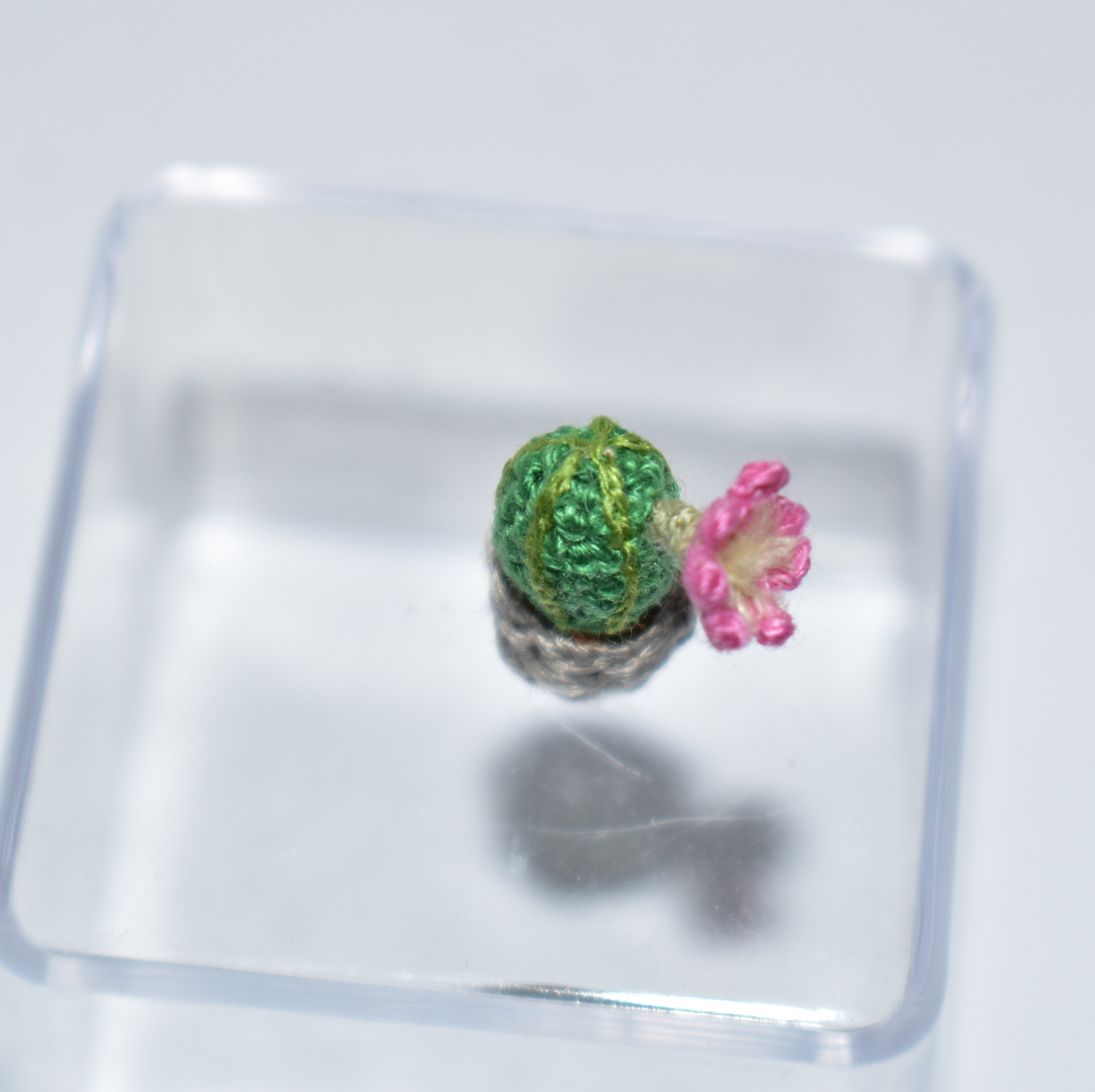 Miniature Pink Cereus Cactus Miniature Succulent Plant Miniature ...