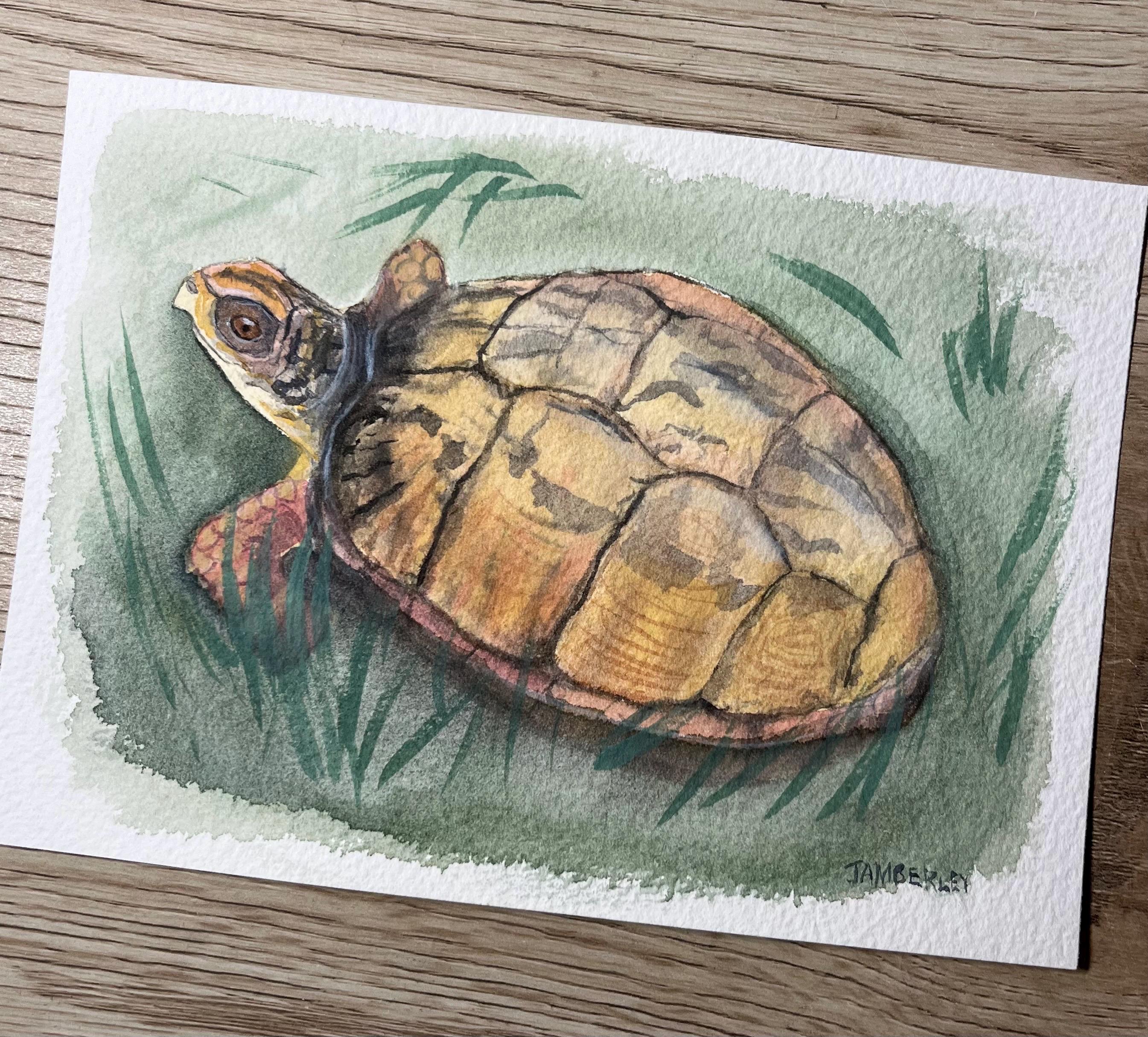 Box Turtle Original Artwork - Etsy