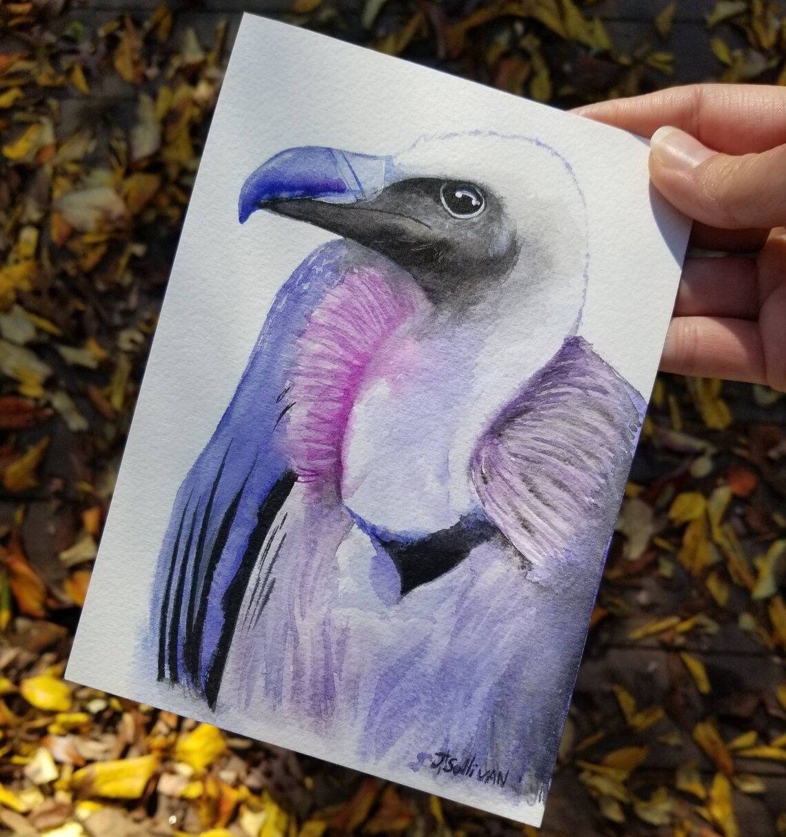 Black vulture vs turkey vulture picture