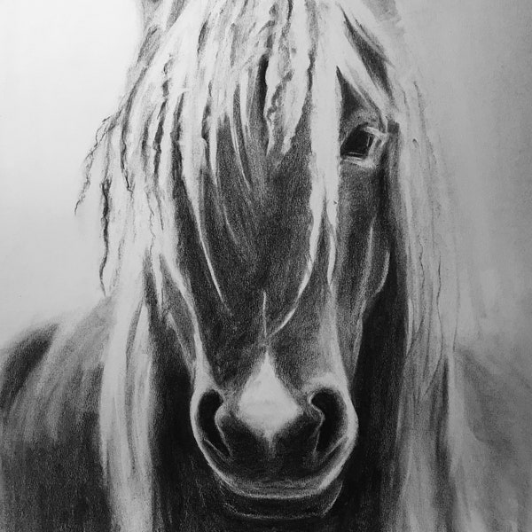 Beauté. Dessin original au fusain d'un cheval.