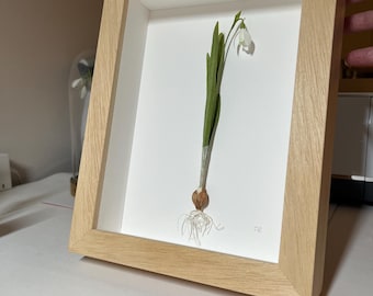 Handmade Paper Snowdrop – Framed Botanical Artwork