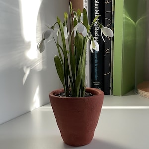 May include: A terracotta pot containing snowdrop flowers. The white flowers with green stems and leaves are in full bloom. The pot is on a white shelf, with books visible in the background.