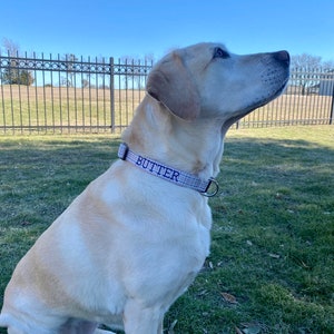 K&ouml;nnte beinhalten: Ein hellgelber Labrador Retriever, der ein rosa-wei&szlig; kariertes Halsband mit dem Namen "BUTTER" in lila bestickt tr&auml;gt.
