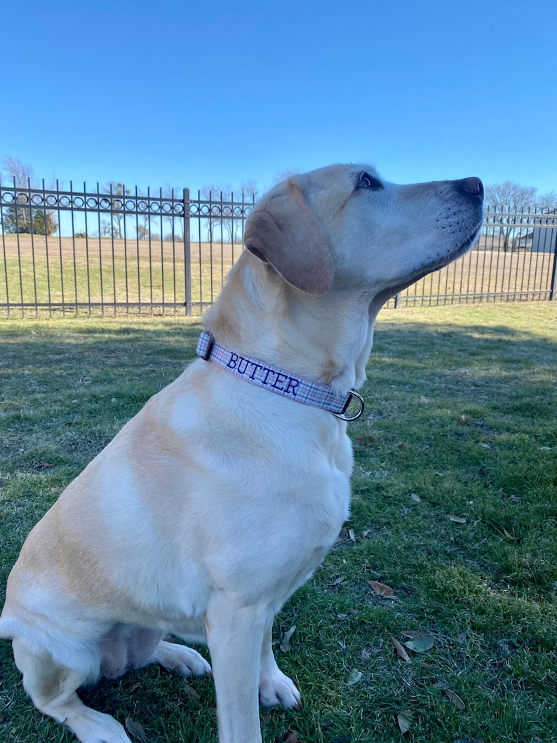 May include: A light yellow Labrador Retriever dog wearing a pink and white plaid collar with the name "BUTTER" embroidered in purple.