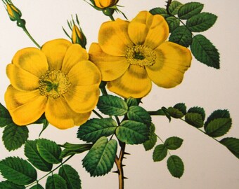 Rosa Eglanteria, Redoute Rose Botanical Print, 1978 Color Book Plate, Vintage Yellow Flower Illustration