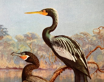 1939 Water Birds Illustration, Water Turkey and Mexican Cormorant, Color Print, Original Book Plate, National Geographic