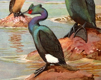 RESERVEDFORCLAIRE Cormorant Illustration, Birds Color Print, 1939 Original Book Plate, National Geographic
