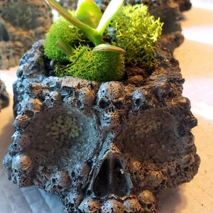 Concrete handmade succulent skull planter~GLOWS~Glitter & sealed