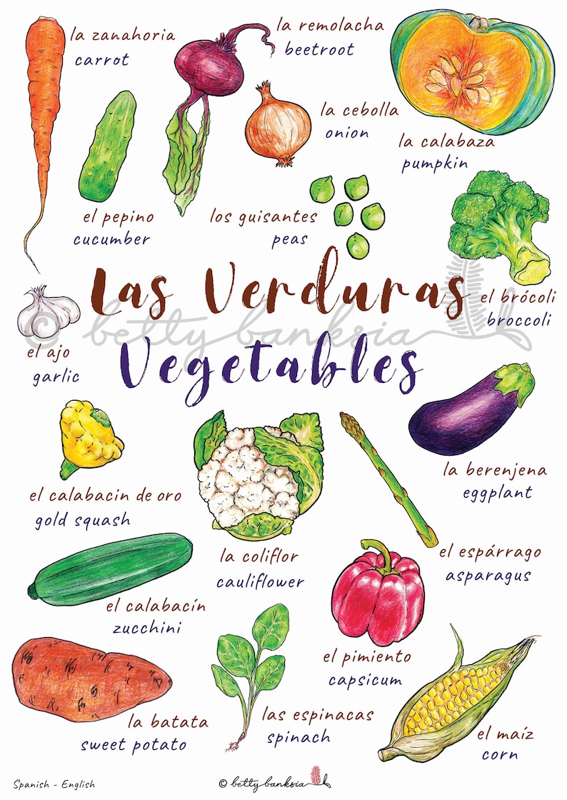 May include: An illustrated chart of vegetables in Spanish and English. The chart features hand-drawn illustrations of vegetables, including carrots, cucumbers, garlic, peas, pumpkins, broccoli, cauliflower, zucchini, eggplant, asparagus, corn, spinach, and sweet potatoes. The chart is titled "Las Verduras Vegetables".