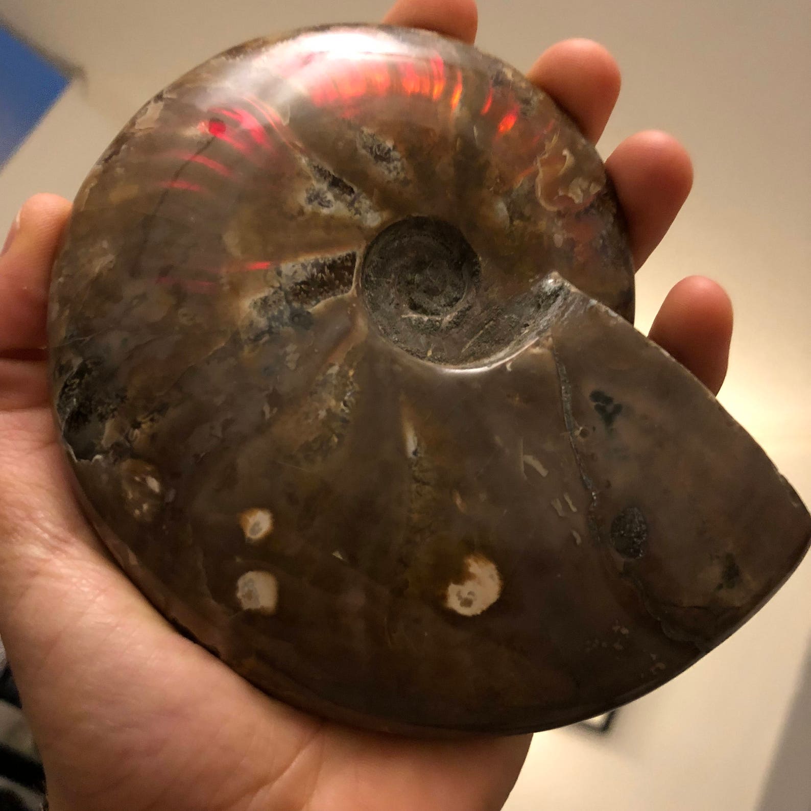 fire ammonite school fire ammonite school