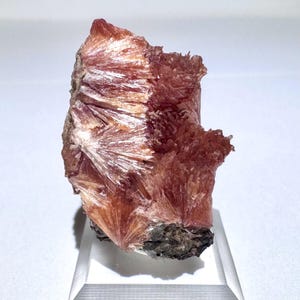 May include: A natural mineral specimen featuring a cluster of radiating, needle-like crystals. The crystals display a range of colors from light peach to deep reddish-brown. The base of the specimen is a dark, rough material, and it is displayed on a clear stand.