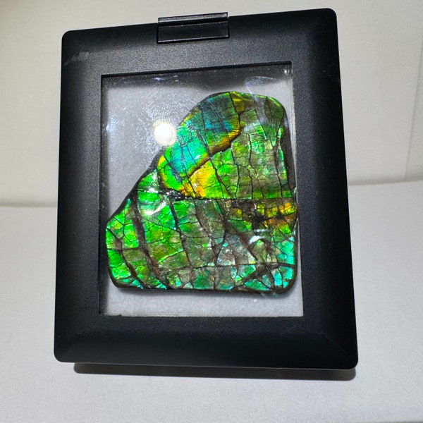 Rare 2.1” Large Gem Dragon Scale Ammolite Fossil Freeform Cabochon 87ct Polished Ammonite Fossilized Cab - Korite Mine, Alberta, Canada