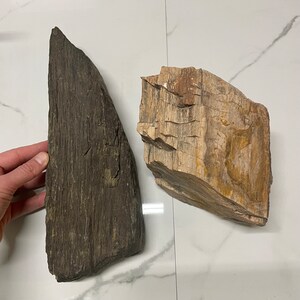 May include: Two pieces of petrified wood. One piece is dark brown and has a rough, textured surface. The other piece is light brown and has a smooth, polished surface.