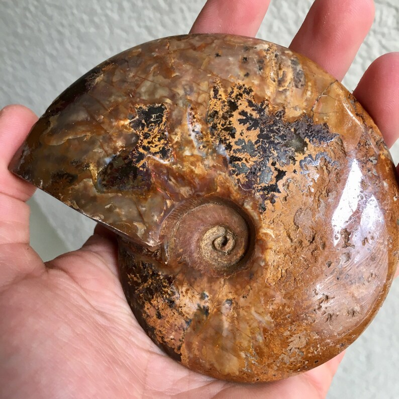 Top Quality 272g Large Polished Fire Ammonite Fossil | Etsy