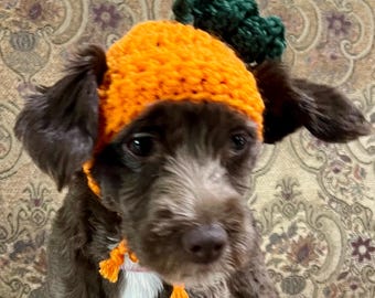 May include: A brown and white dog wearing a crocheted orange pumpkin hat with a green stem.