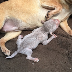 May include: A light brown chihuahua nursing a small, hairless puppy on a brown fuzzy blanket.