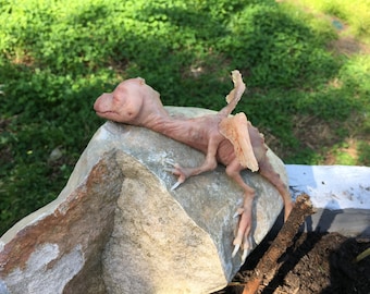 baby dragon