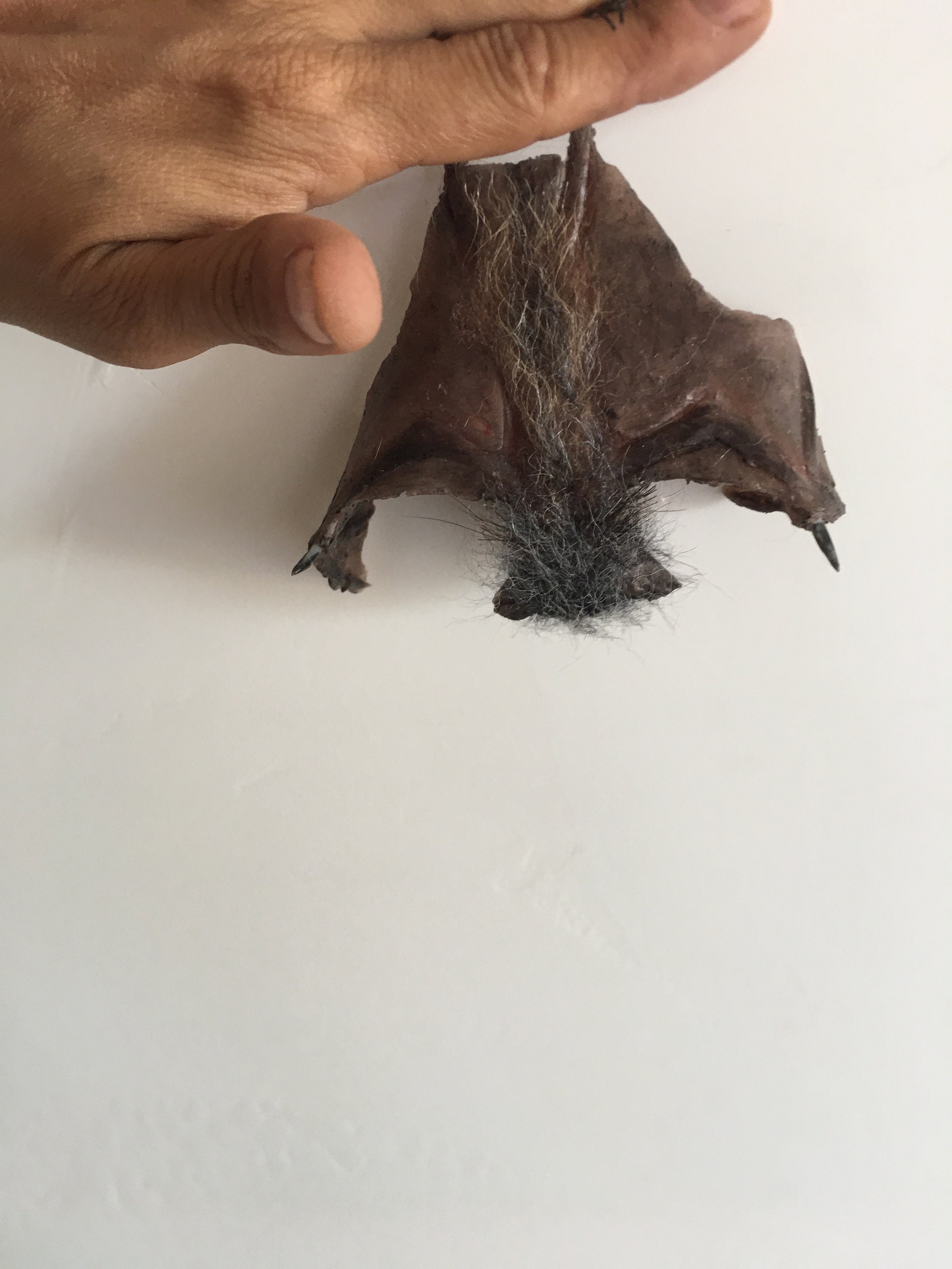 赤ちゃんコウモリの手彫りプラチナシリコン彫刻 - Etsy 日本
