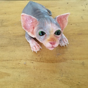 Baby Sphynx Realistic in Silicone - Ultrarealistic Sculpture Handmade by Laira Maganuco