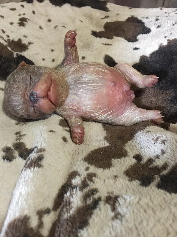 Cucciolo American Bully Etsy