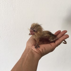 May include: A small, brown and white monkey with a long tail sits on a person's hand. The monkey has a pink face and large, dark eyes.