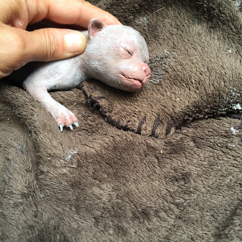 May include: A small, white puppy with closed eyes sleeps on a brown fuzzy blanket.