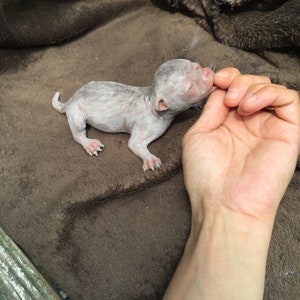 May include: A small, white, hairless puppy with pink skin is lying on a brown fuzzy blanket. The puppy is being held by a person's hand.