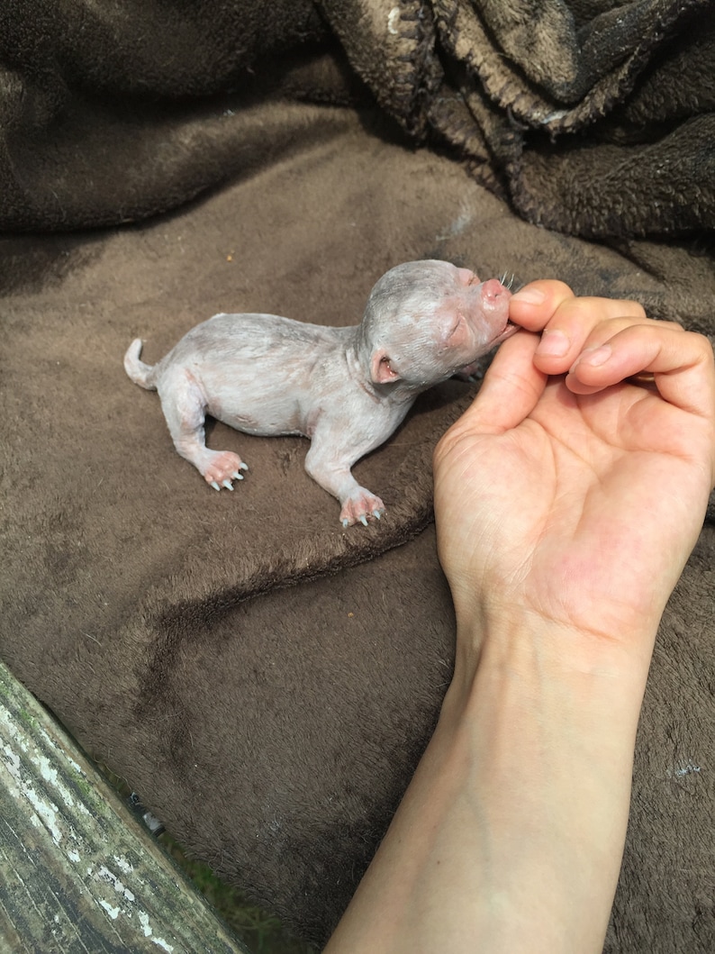 May include: A small, white, hairless puppy with pink skin is lying on a brown fuzzy blanket. The puppy is being held by a person's hand.