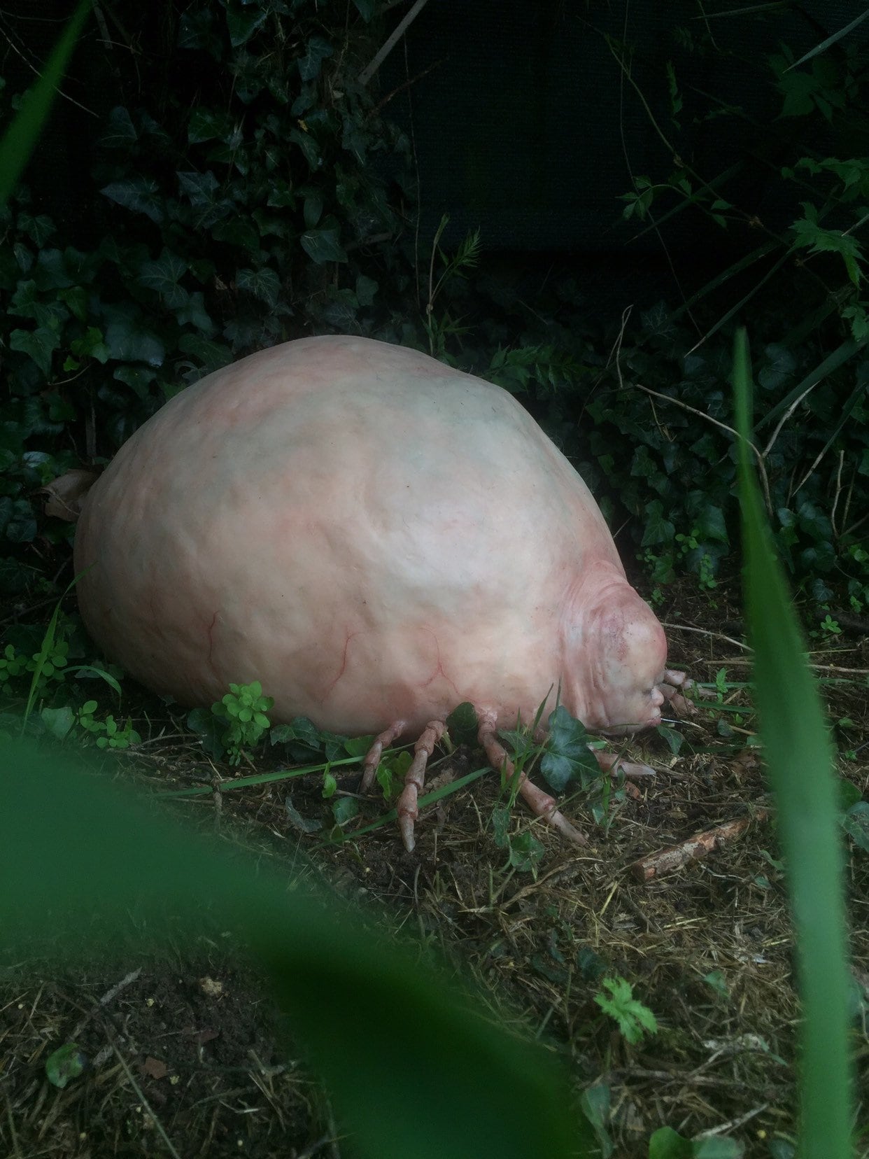 Baby hybride teek | Etsy Nederland