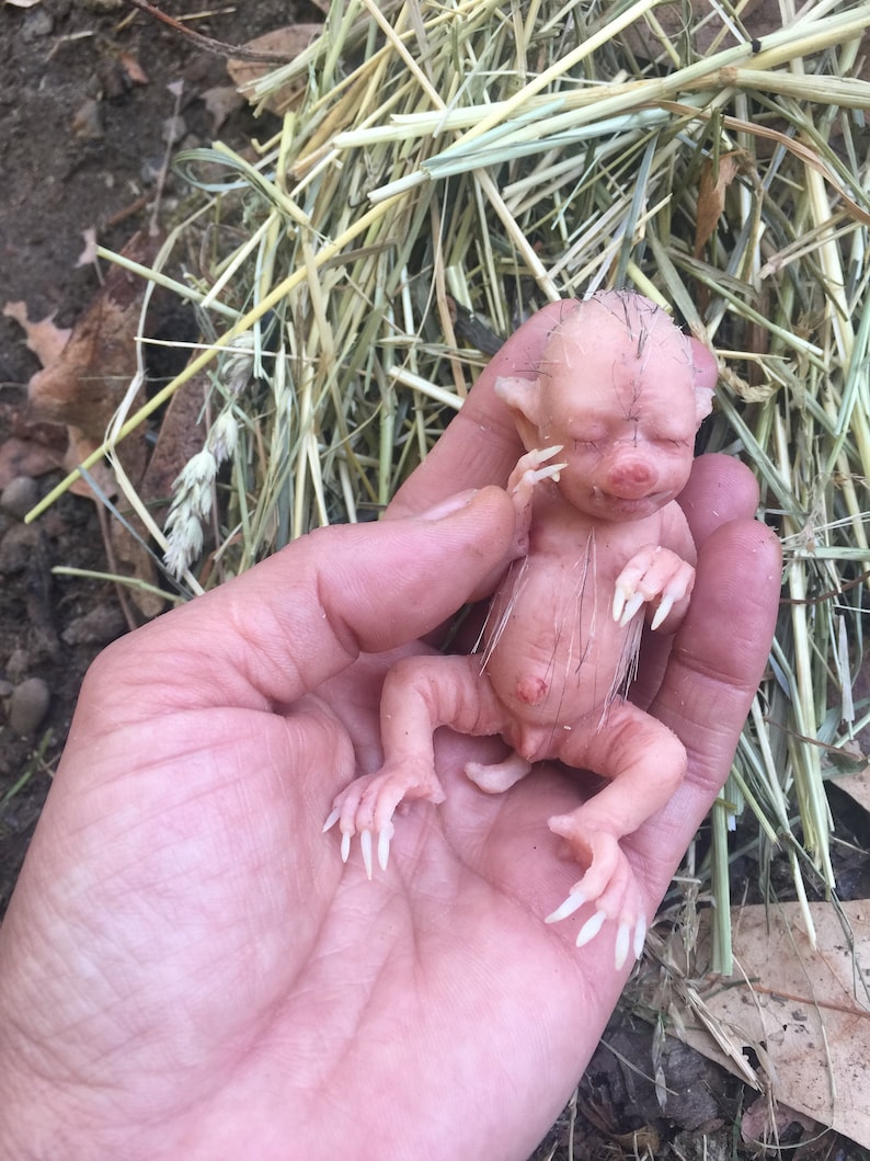 Baby Hybrid Pig image 2