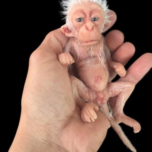 little baby macaque pelo bianco