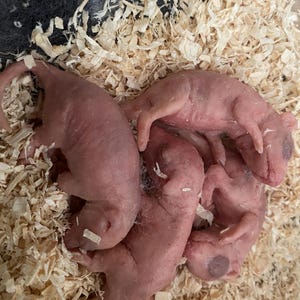 Baby Rat Sculpture in Acetic Silicone – Unique, Hand-Sculpted Work of Art