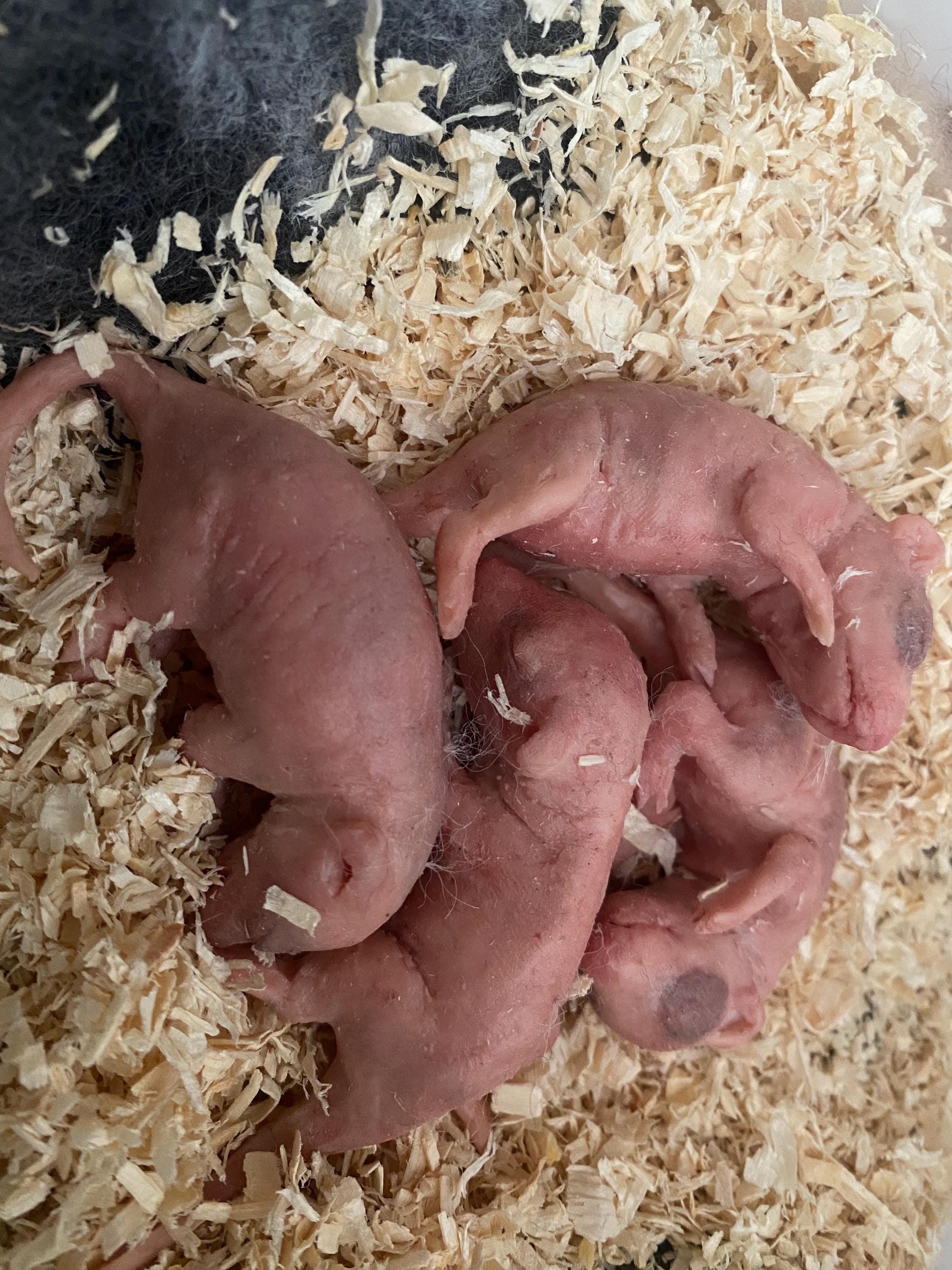 Babyrat sculptuur in azijnzuur siliconen – uniek, handgebeeldhouwd  kunstwerk - Etsy België, image size:2250x3000