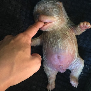 Puppy american bully
