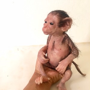 Mini Monkey Capuchin. Silicone