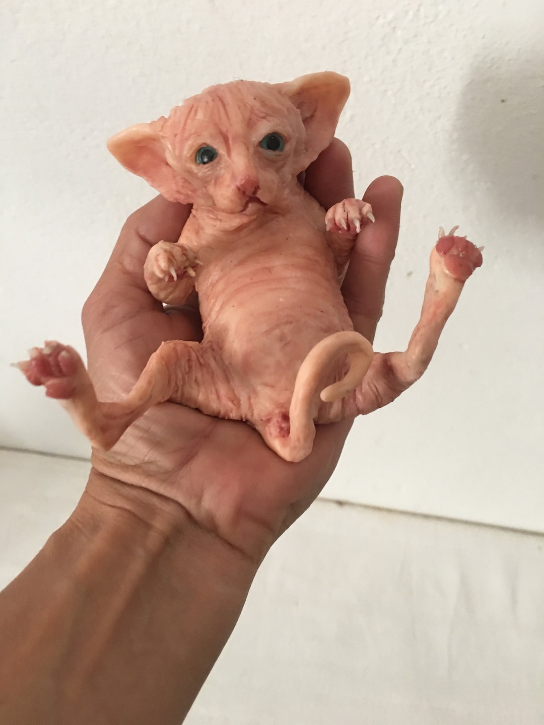 Baby Sphynx Belly Up - Etsy