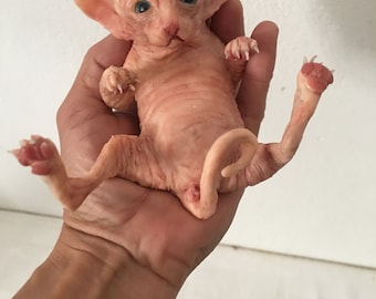 クリスマス前のオファー 体を動かすための骨格を持つ猫 SPHYNX クリスマス前のオファー 体を動かすための骨格を持つ猫 SPHYNX