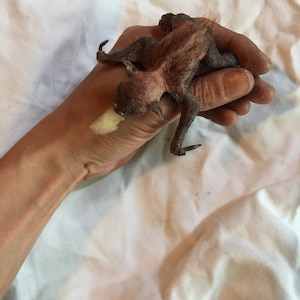 Baby Bat