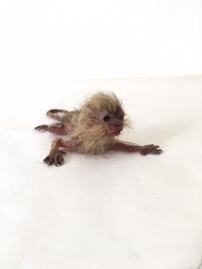 baby marmoset monkey immagine 2