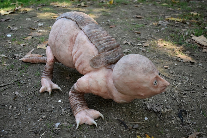 Armadillo image 1