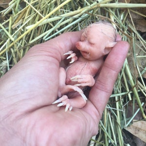 Baby Hybrid Pig