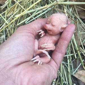 Baby Hybrid Pig image 1