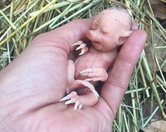 Baby Hybrid Pig