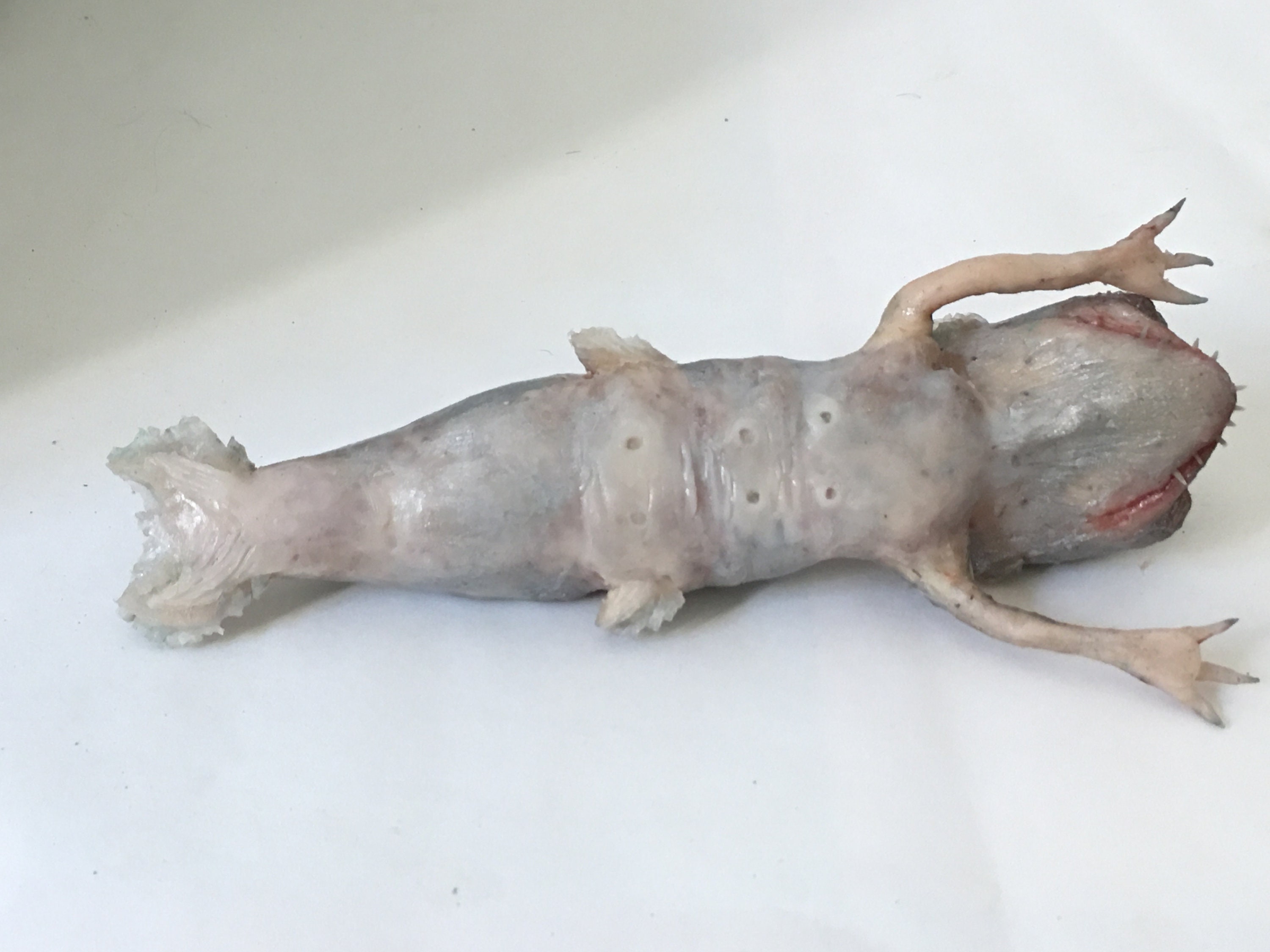ユニークな手彫りの突然変異したイルカのミニチュア |コレクター向けの ユニークな手彫りの突然変異したイルカのミニチュア |コレクター向けの