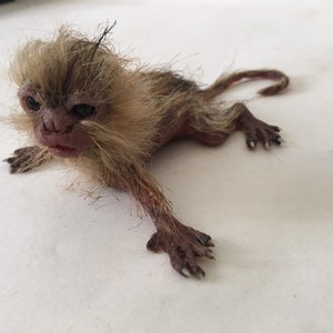 baby marmoset monkey image 9